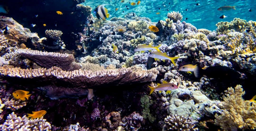 Poluarea luminoasă afectează reproducerea coralilor
