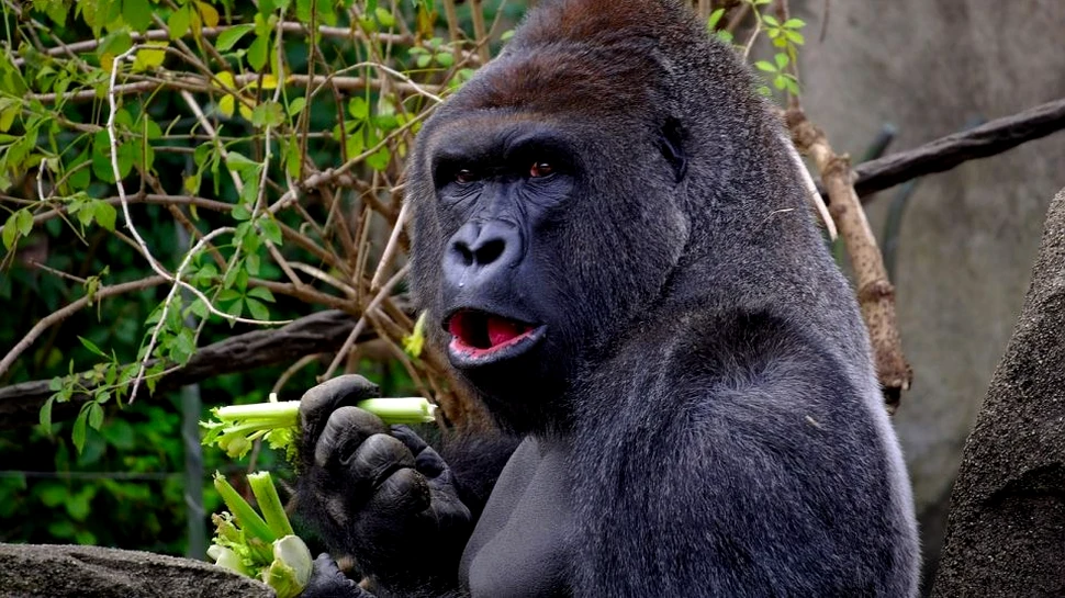 Gorilele trişează la fel ca oamenii. Cercetătorii au descoperit că animalele apelează la diferite tactici pentru a obţine recompensa