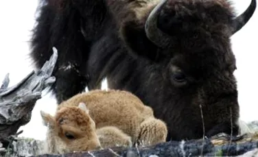 Se reintorc bizonii in prerii