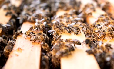 Stupi pe acoperișurile birourilor, metoda care promite reducerea stresului