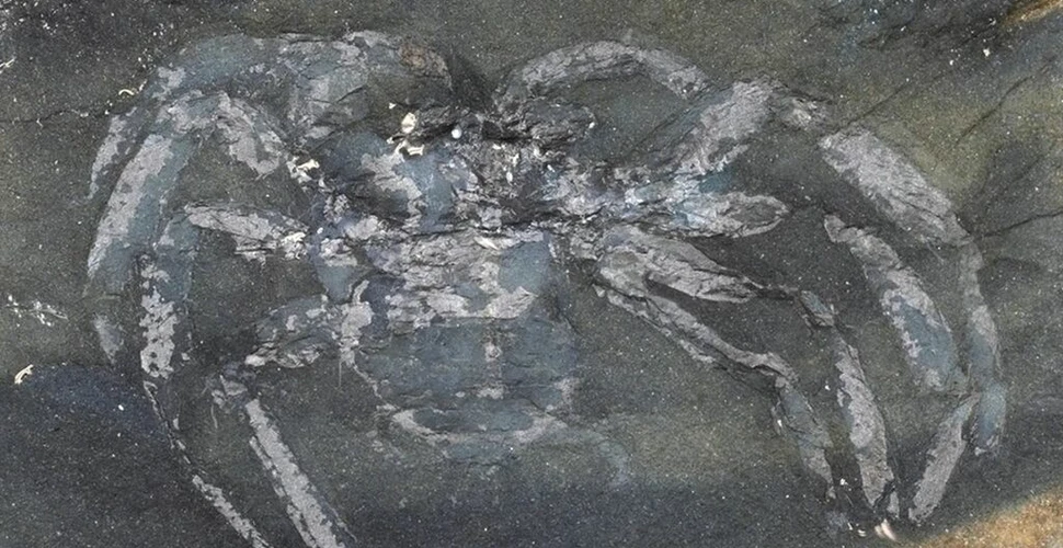 O fosilă de păianjen de acum 310 milioane de ani este cea mai veche din Germania