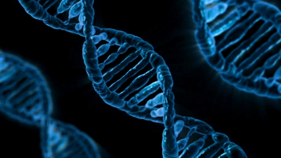 Un studiu a descoperit zeci de mutaţii ale unei singure gene care joacă un rol important în dezvoltarea creierului