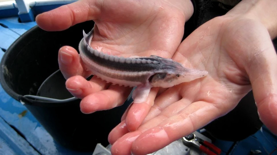 Viitorul sturionilor din Dunăre, incert din 2016