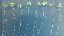 Cum știu plantele atunci când sunt „sătule”? Cercetătorii au descoperit un mecanism uimitor!