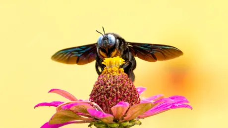 Temperaturile influențează riscul pesticidelor asupra albinelor