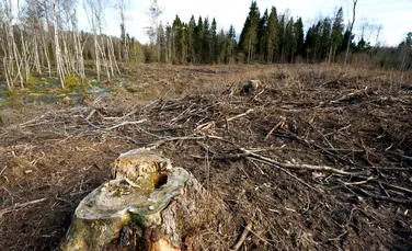 Ce suprafaţă de pădure se taie ilegal în România? În 2013, statisticile sunt de 4 ori mai îngrijorătoare decât în 2012
