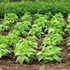 O plantă cheamă în ajutor „trupe speciale” atunci când este atacată de omizi