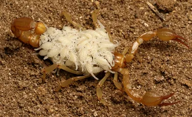 Două noi specii de scorpion, descrise de elevii de liceu dintr-un stat american