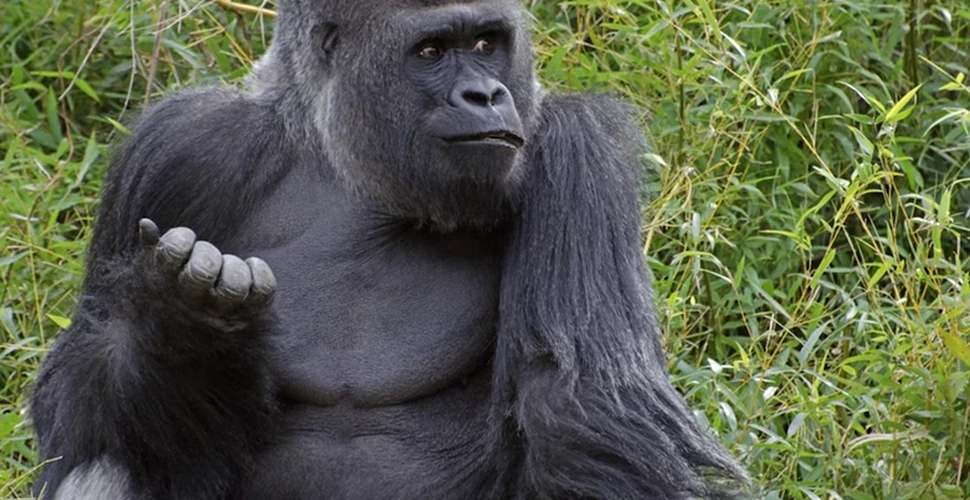 Koko, gorila ce putea comunica prin limbajul semnelor, a murit