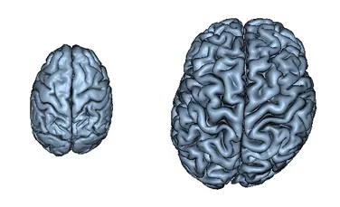 De ce avem o latură a creierului mai mare decât cealaltă?