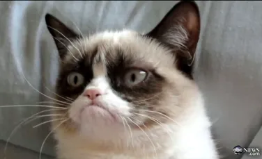 Celebra pisică Grumpy Cat i-a adus stăpânei o avere de 100 de milioane de dolari