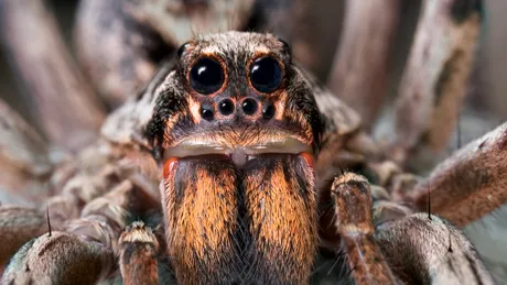Păianjenii exotici, tot mai răspândiți în Europa. Specii noi identificate în Marea Britanie