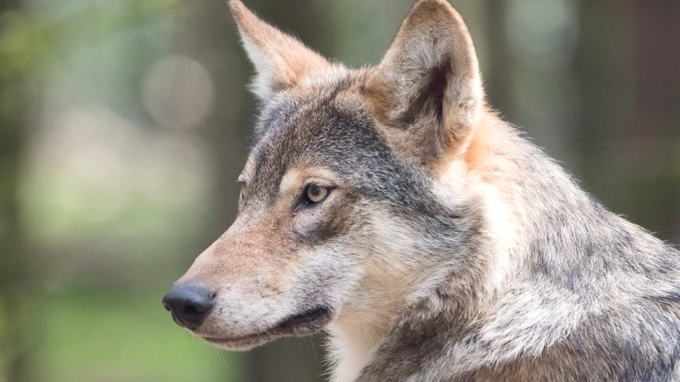 O singură peșteră din Germania ar putea fi una dintre originile domesticirii lupilor