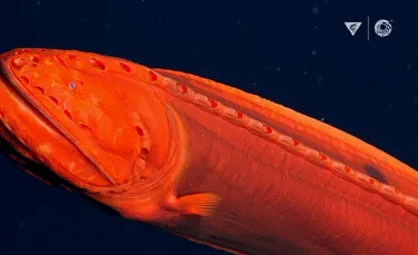 Apariție rară. Un pește care își schimbă mereu forma, observat în adâncurile Oceanului Pacific