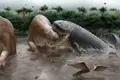 Acești crocodilienii uriași dominau lanțul trofic în America de Sud din Miocen