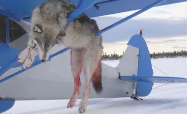 Sarah Palin planuia sa ucida lupii din Alaska