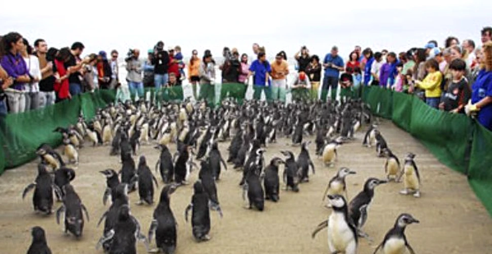 Sute de pinguini, naufragiati misterios pe plajele braziliene