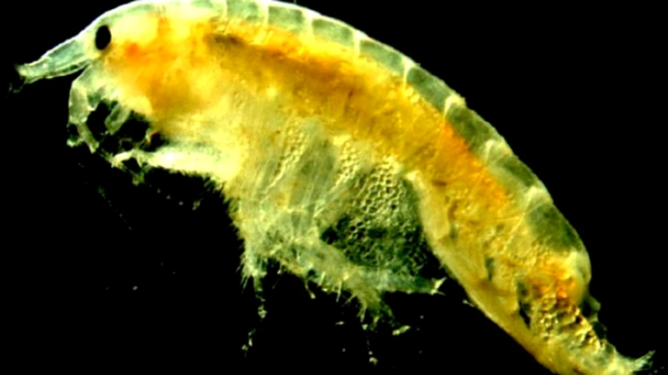 Dispar crustaceii din Marile Lacuri