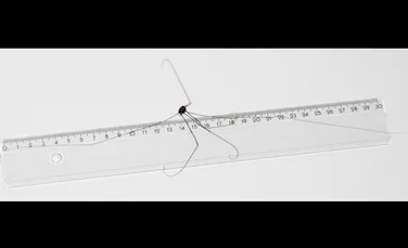 Un păianjen uriaş – al doilea ca mărime din lume – a fost descoperit în Laos
