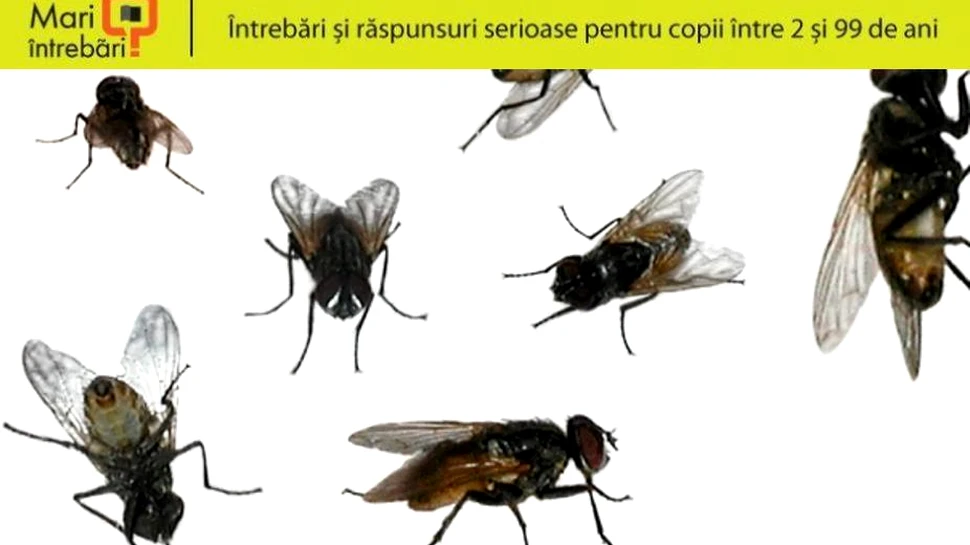 Cum pot muştele să meargă cu capul în jos pe tavan?