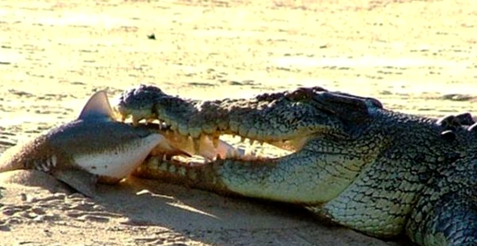 De ce crocodilii sunt masinile perfect de ucis (Foto)