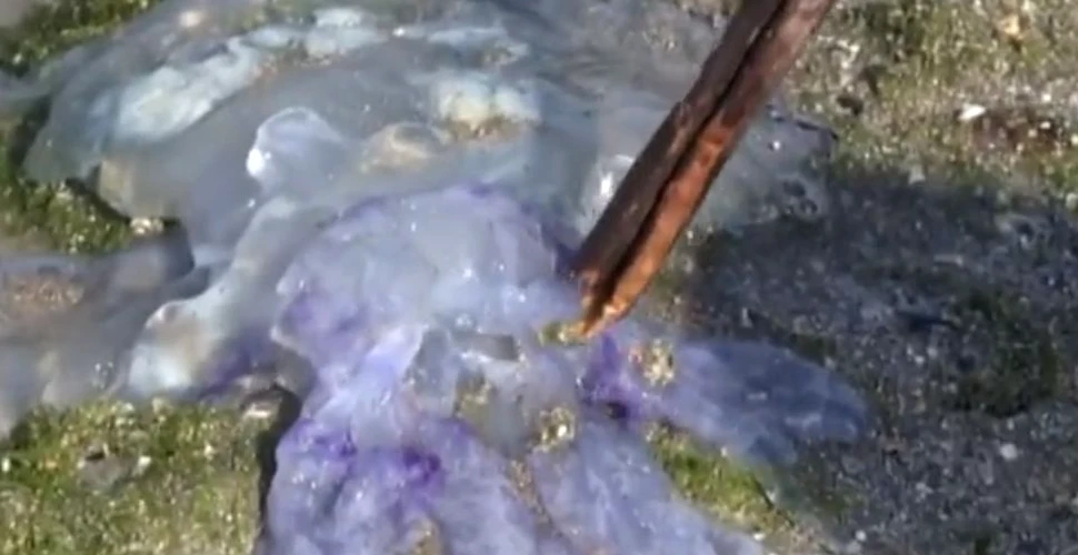 Meduzele albastre, o apariţie inedită pe litoralul românesc