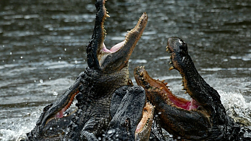 Aligatorii ne vor scăpa de vizita la dentist: vom avea dinţi care se înnoiesc periodic?