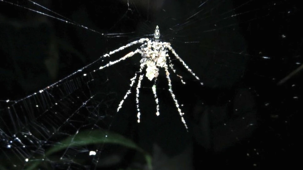 Animale incredibile: un păianjen creează „sperietori” care arată… ca nişte păianjeni!