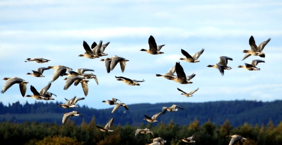 Pericolele majore la care sunt expuse păsările migratoare. ”Ameninţările sunt mari”
