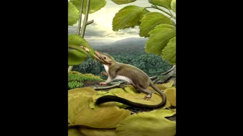 Cum arăta strămoşul tuturor mamiferelor placentare?