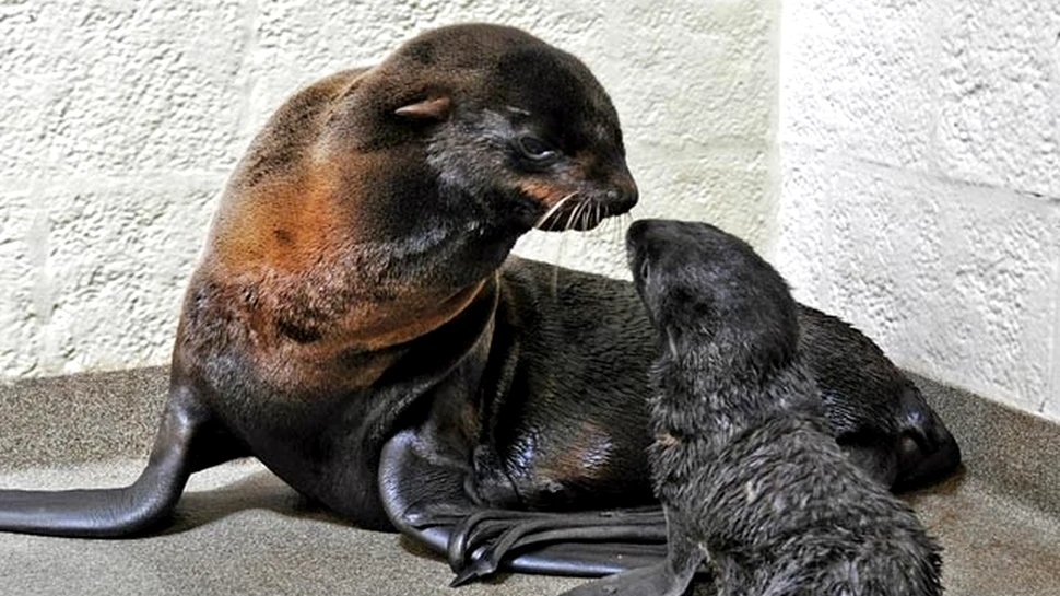 Cum arată un pui nou-născut de focă nordică cu blană? (FOTO/VIDEO)