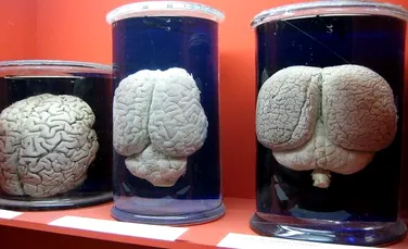 Putem cultiva un creier în laborator? Nu chiar, dar aproape…