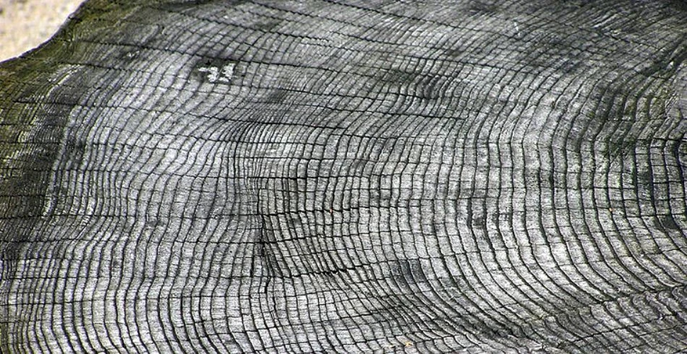 Un misterios flux de radiaţii şi-a lăsat amprenta în inelele copacilor