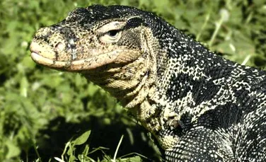 Soparle de marimea unor aligatori au invadat un parc din Bangkok