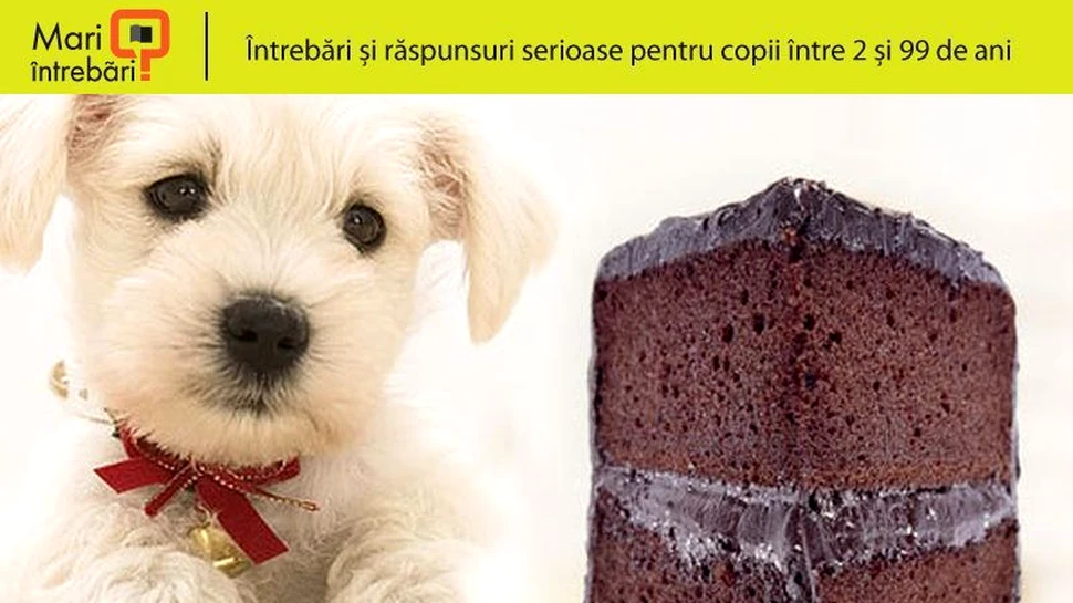 Pot animalele simţi gustul?