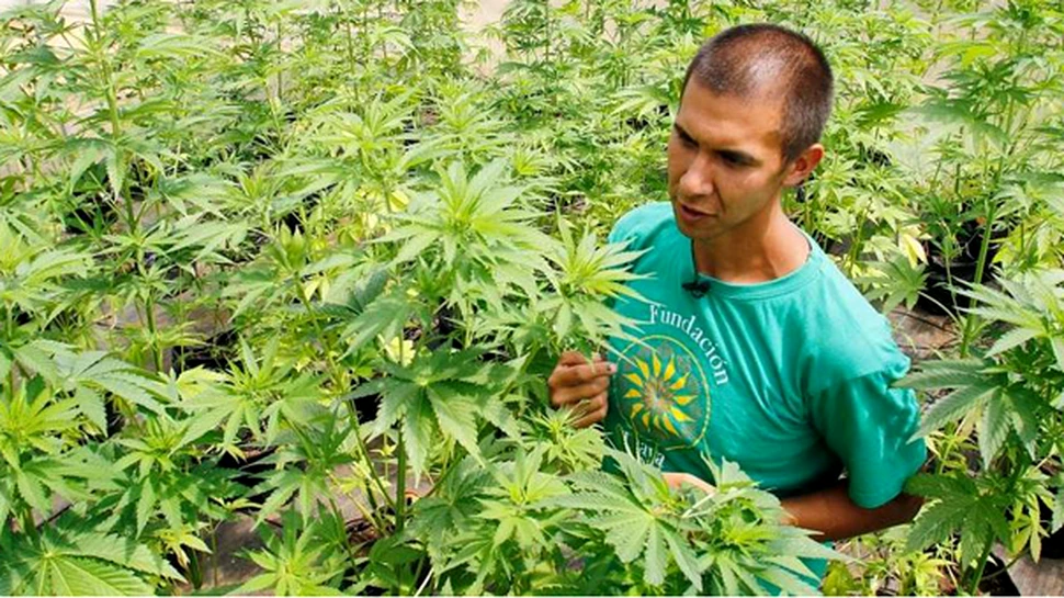 A fost inaugurată cea mai mare plantaţie de canabis din America Latină. Se vor cultiva 1,5 milioane de tone de MARIJUANA în trei luni – FOTO