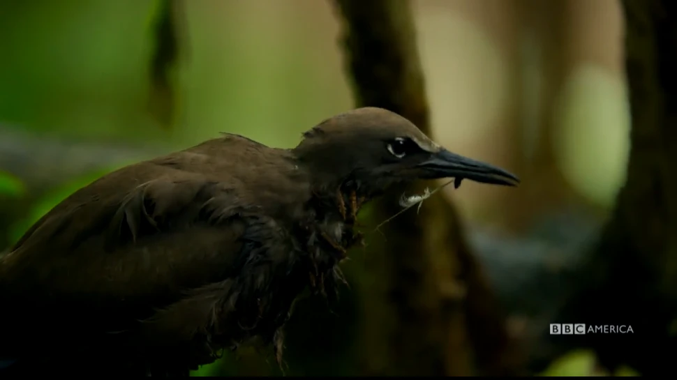 ”Copacul ucigaş” omoară păsările fără niciun motiv cunoscut. ”Arată ca ornamente macabre de Crăciun” – VIDEO