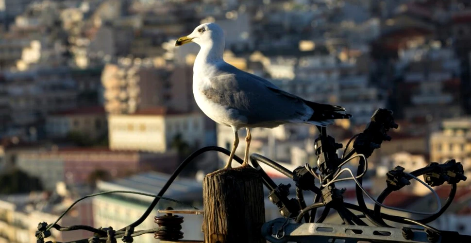Păsările migratoare își riscă viața zburând deasupra acestui oraș din America de Nord