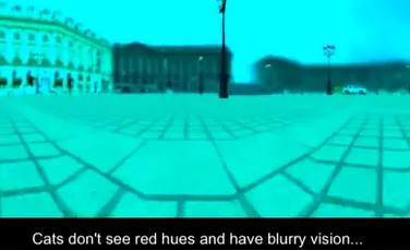 A fost lansat primul joc 3D care-ţi permite să vezi lumea aşa cum o percepe o pisică, o albină sau un câine (VIDEO)