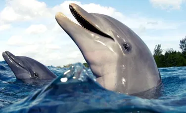 E oficial! Delfinii sunt cele mai inteligente animale