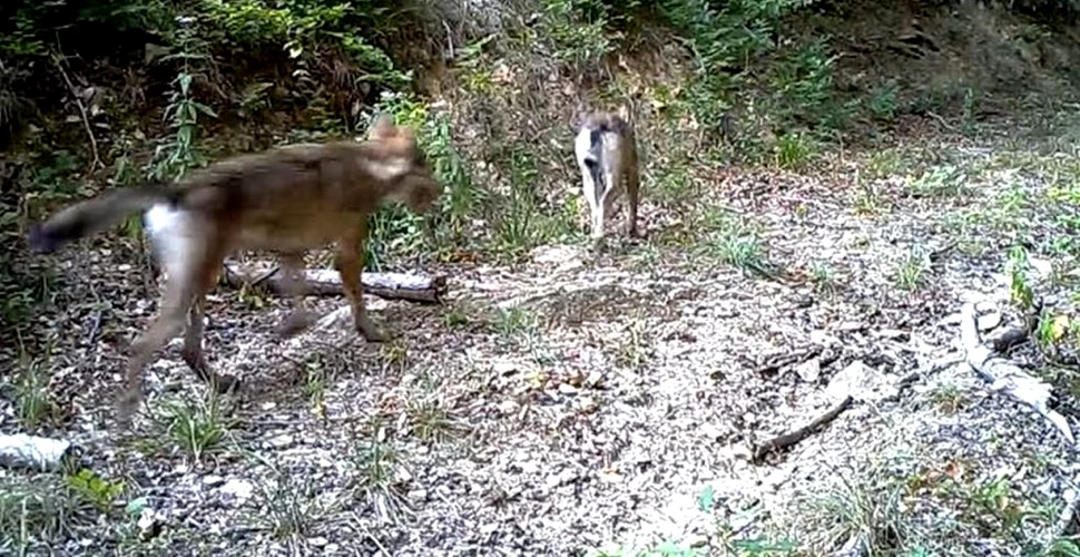 Imagini rare cu o haită de lupi, surprinse într-o pădure din Parcul Național Semenic-Cheile Carașului