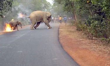 Imaginea câştigătoare din cadrul Sanctuary Wildlife Photography: un elefant şi puiul său sunt atacaţi de localnici cu bile de smoală în flăcări şi pocnitori