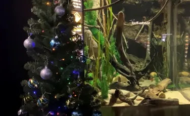Un ţipar furnizează energie electrică pentru decoraţiile de Crăciun de lângă acvariul lui