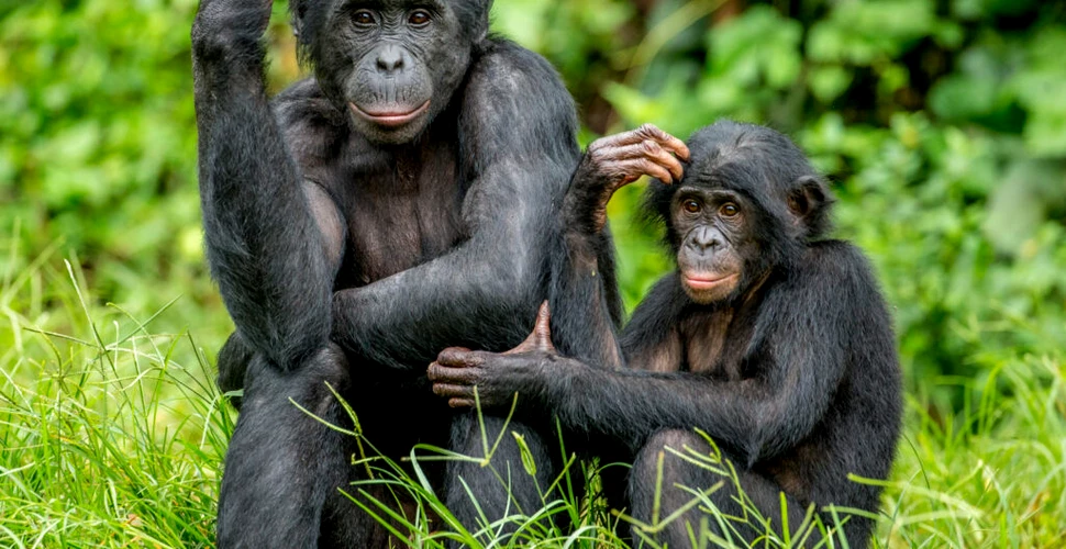 Test de cultură generală. Cât ADN împărtășesc oamenii cu cimpanzeii?