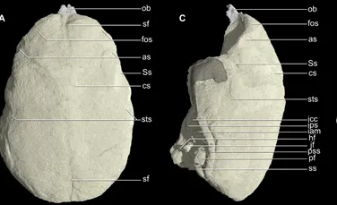 Un craniu minuscul, vechi de peste 20 de milioane de ani, poate oferi informaţii despre procesul evolutiv prin care creierele noastre au ajuns în forma actuală