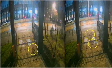 Imagini inedite în centrul Bucureștiului: trei vulpi au fost surprinse la Muzeul Antipa