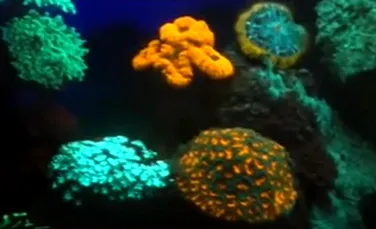 Cercetătorii au descoperit corali care strălucesc în culori fluorescente. Cum vor să îi folosească – VIDEO