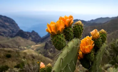 Cactușii sunt „mașinării” de evoluție rapidă, arată un nou studiu