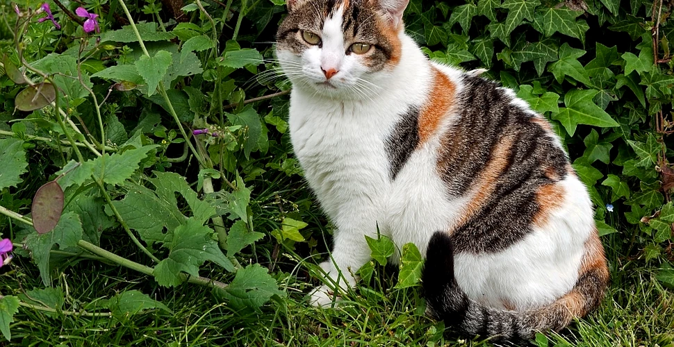 Cum ne-ar putea ajuta pisicile „tricolore” în lupta cu obezitatea?