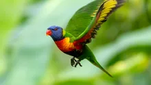 Studiu îngrijorător: „Schimb de sex” la păsările sălbatice din Australia